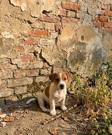 Maschio Jack Russell PEDIGREE