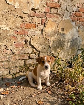 Maschio Jack Russell PEDIGREE