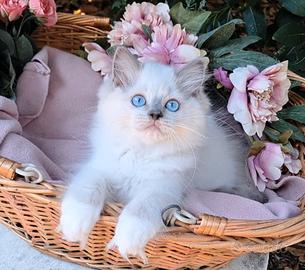 Gattino RAGDOLL blue mitted con pedigree