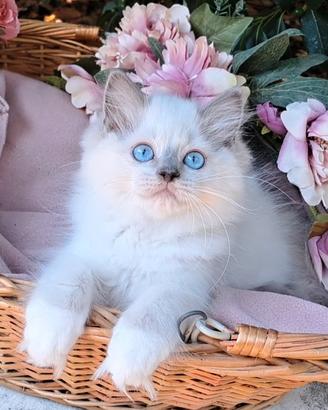 Gattino RAGDOLL blue mitted con pedigree