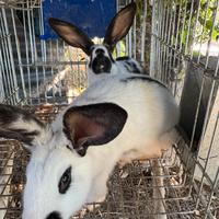 Conigli taglia grande