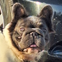 BIG ROPE FLUFFYl4 Stallone/Monta Bulldog Francese