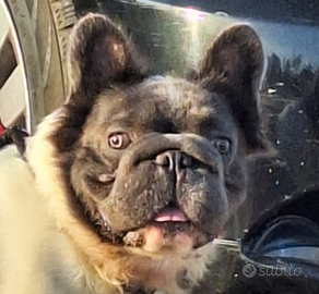 BIG ROPE FLUFFYl4 Stallone/Monta Bulldog Francese