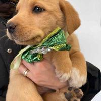 Cane cucciolo cucciola adotta meticcio