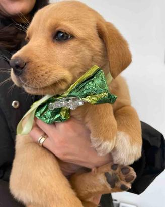 Cane cucciolo cucciola adotta meticcio