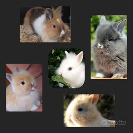 Conigli testa di leone