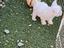 Immagine 6