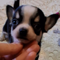 Ceduto Chihuahua maschietto