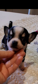 Ceduto Chihuahua maschietto