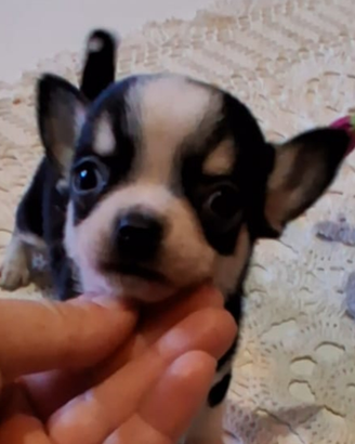 Ceduto Chihuahua maschietto