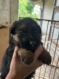 Pastore tedesco cucciolo