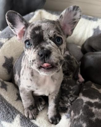 Bulldog Francese