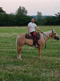 Cavallo paint