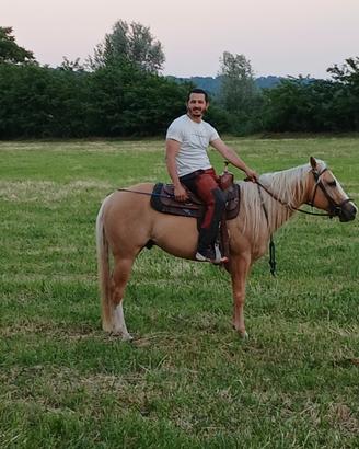 Cavallo paint