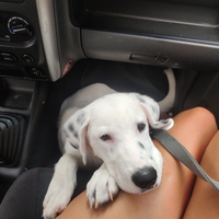 Incrocio Dalmata cucciolo