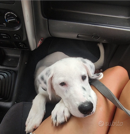 Incrocio Dalmata cucciolo