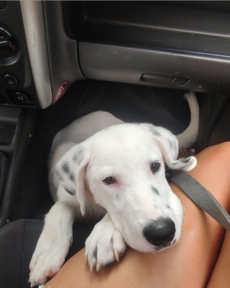 Incrocio Dalmata cucciolo