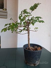 Prebonsai Acero Campestre - Esemplare avviato