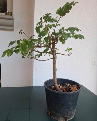 Prebonsai Acero Campestre - Esemplare avviato