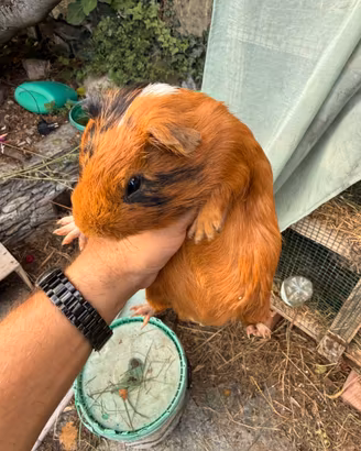 Cavie peruviane maschi