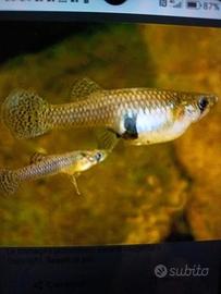 Pesci gambusia mangiano zanzare