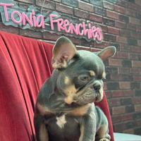 Cucciolo di bulldog francese