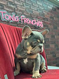 Cucciolo di bulldog francese