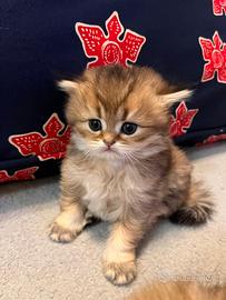 Gattini Scottish/British