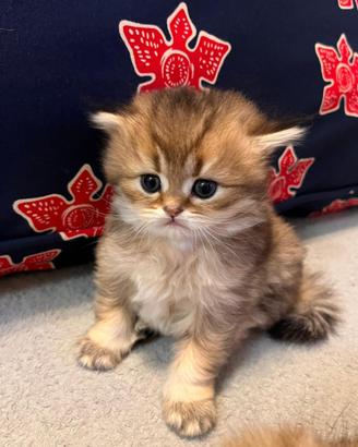 Gattini Scottish/British