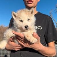 Siberian Husky con pedigree