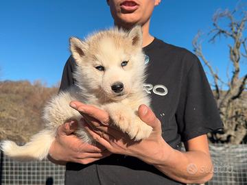 Siberian Husky con pedigree