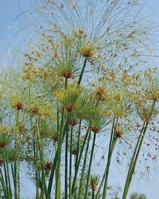 Papiro egizano