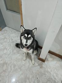 Siberian husky 