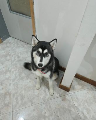 Siberian husky 