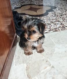 Cuccioli di yorkshire terrier