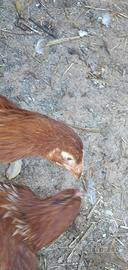 Galline ovaiole