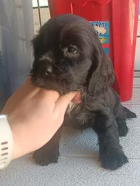 Cocker spaniel inglese