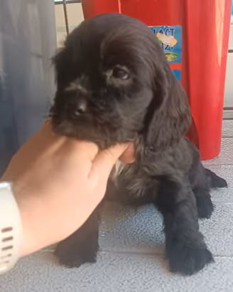 Cocker spaniel inglese