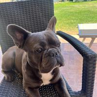 Bulldog francese per accoppiamento monte