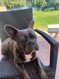 Bulldog francese per accoppiamento monte