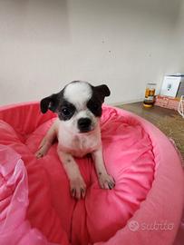 Cucciolo chihuahua