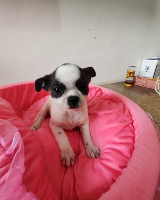 Cucciolo chihuahua