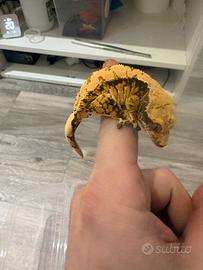 Geco ciliatus