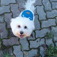 Cane Maltese maschio per monta / accoppiamento