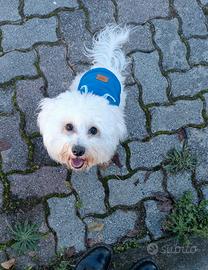 Cane Maltese maschio per monta / accoppiamento