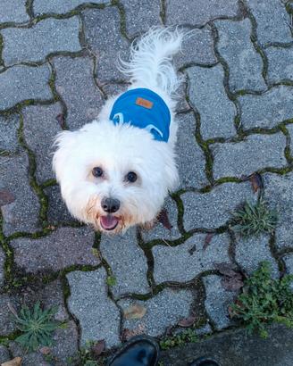 Cane Maltese maschio per monta / accoppiamento