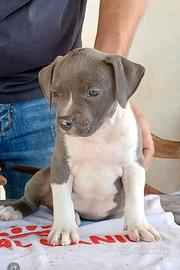 American Staffordshire Terrier 