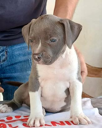 American Staffordshire Terrier 