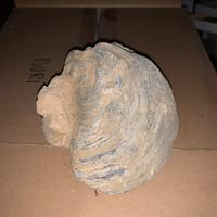 Fossili