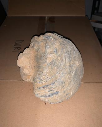 Fossili